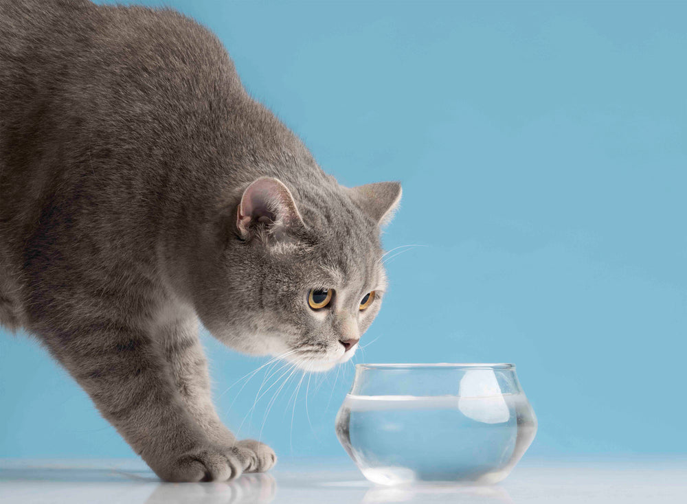 10 Signs Your Cat Is Secretly Dehydrated — And How a Smart Fountain Can Help