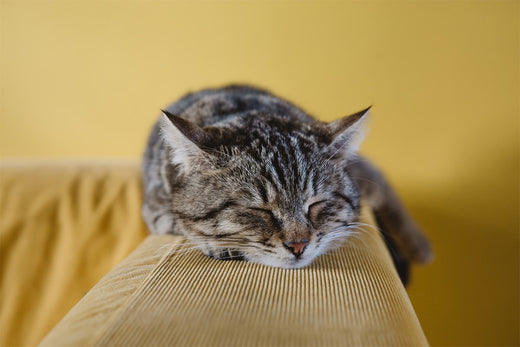 Create a Comfortable and Free Sleeping Space for cats