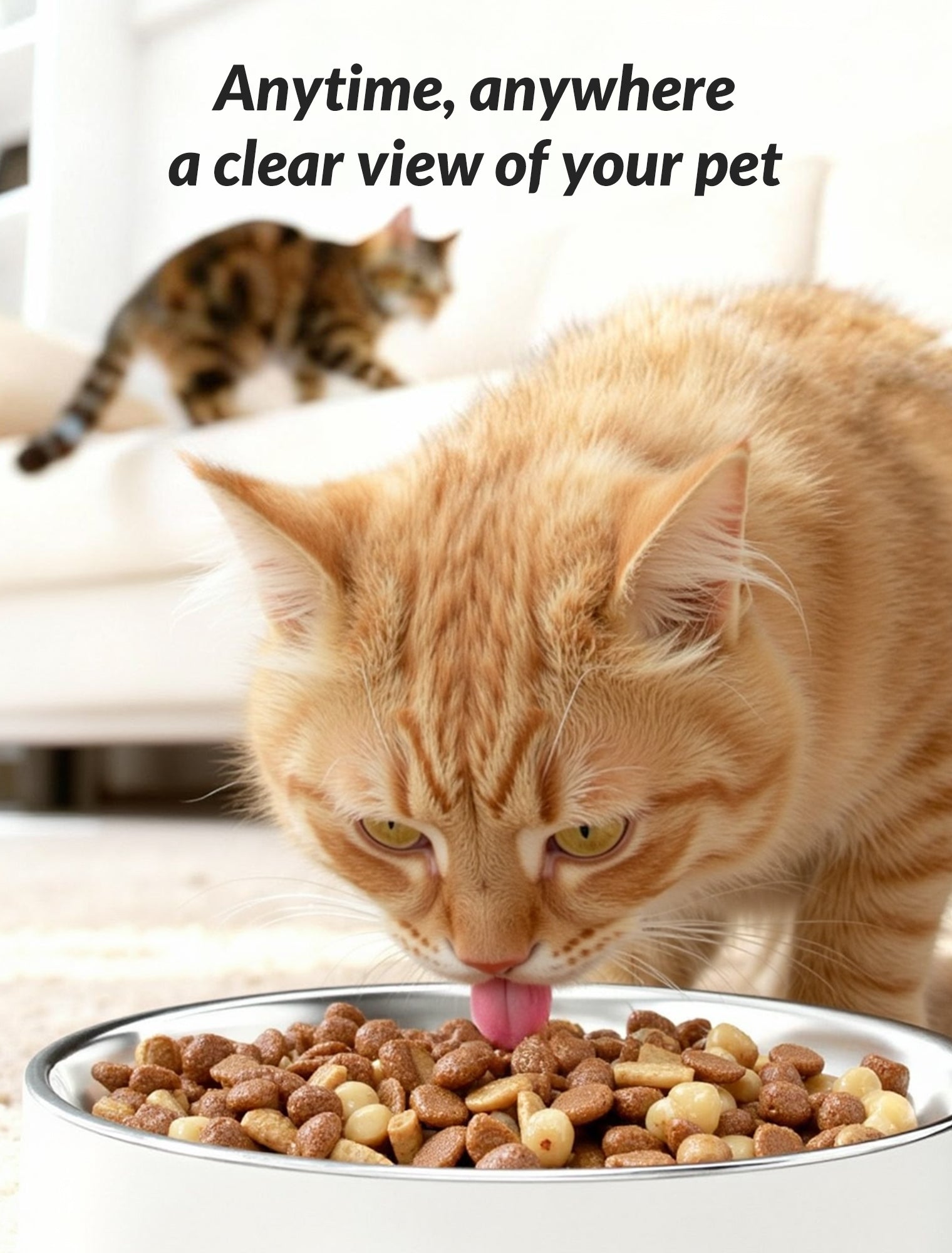 Automatic Cat Feeder with Camera